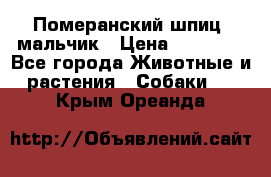 Померанский шпиц, мальчик › Цена ­ 35 000 - Все города Животные и растения » Собаки   . Крым,Ореанда